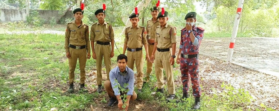 Tree Plantation